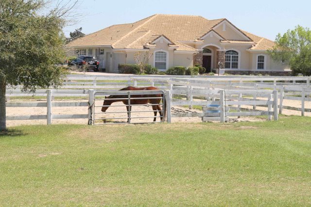 Horse on Gitta Barth Realtor Homes and Properties for Sale in, Citrus County, Nature Coast, Florida, FL