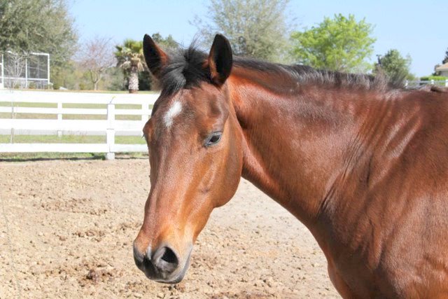 Horse Head of the Home and Horse Farm for Sale in Citrus County, Nature Coast, Florida, FL