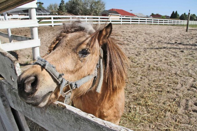 Little Horse on Gitta Barth Realtor Homes and Properties for Sale in, Citrus County, Nature Coast, Florida, FL