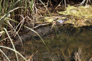 Alligator in Woodland Estates, Crystal RIver Florida, Hiding under grass