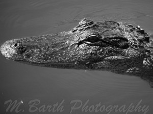 Alligator in Woodland Estates, Crystal River