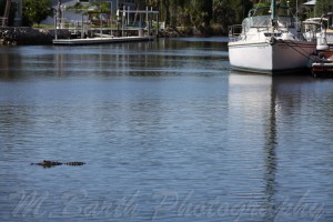 Alligator in Woodland Estates, Crystal RIver Florida, Swimming away
